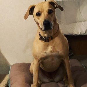 Meet your Posher, Boady